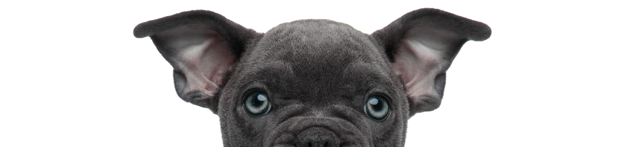 pupculture footer