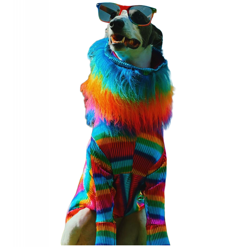 pooches of pride dog