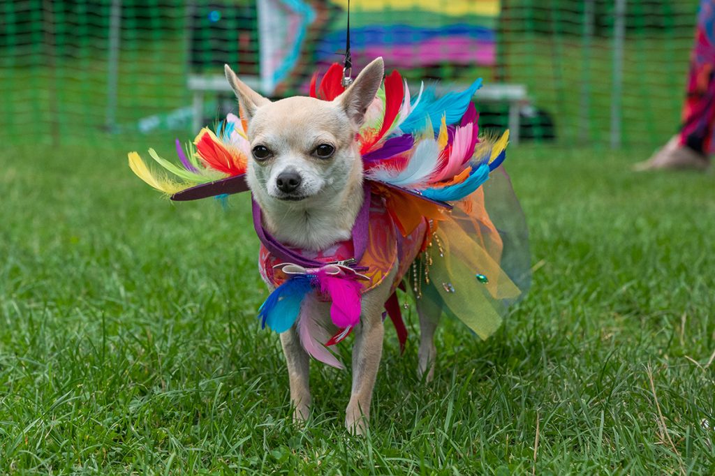 pride chester pupculture 1