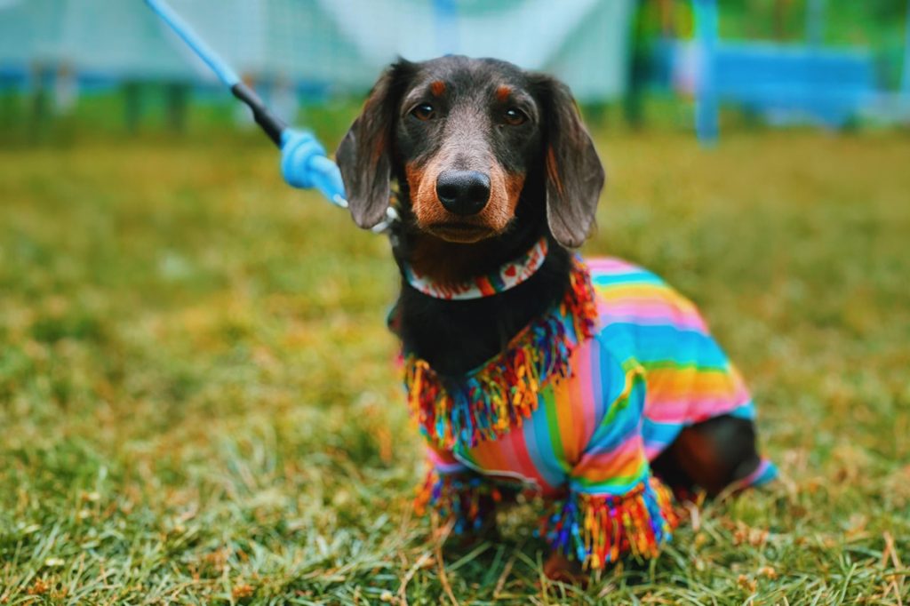 pride chester pupculture 4