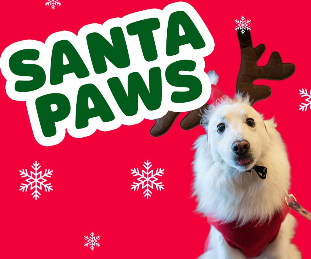 santa paws