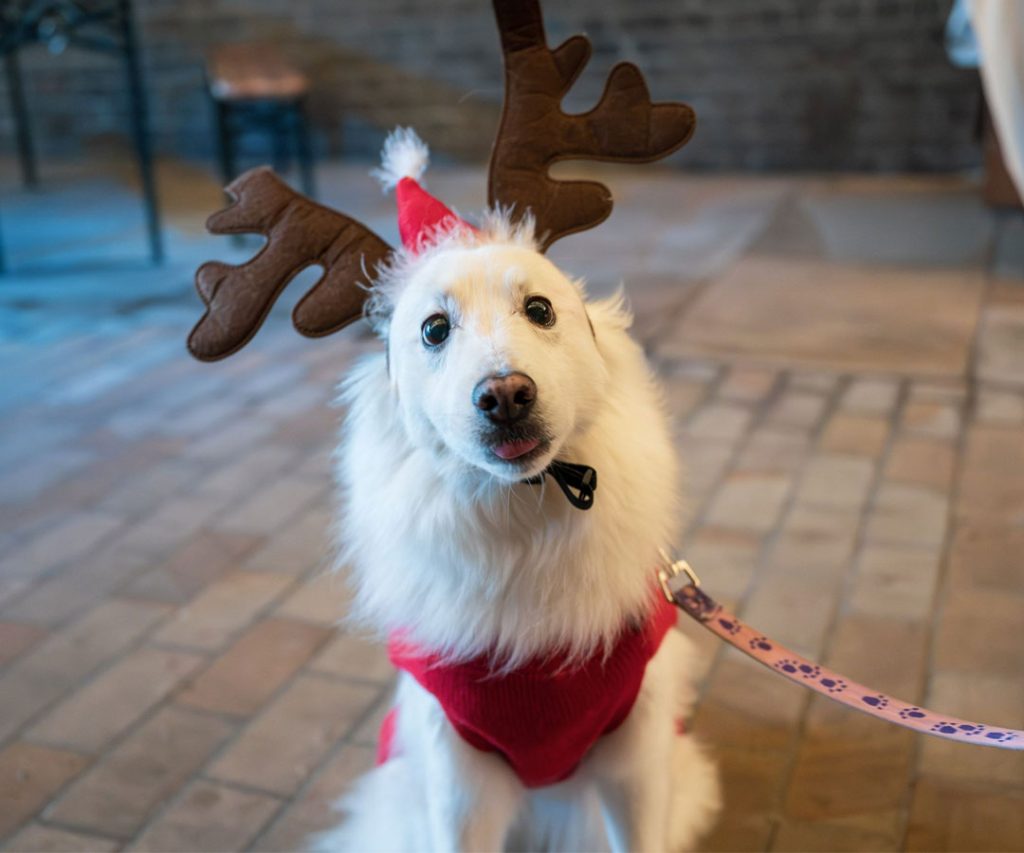 pup culture santa paws